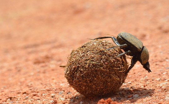 A dung beetle.jpg
